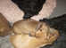 REDUCED! KC registered show quality shaded red miniature dachshund pups