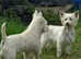 West Highland white terrier puppies 2 girls