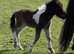 Registered miniature Colt
