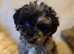 Westiepoo