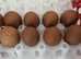Welsummer (Large Fowl) Hatching Chicken eggs
