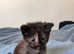 Mixed kittens