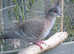 A lovely Australian crested dove  male for sale £65 or wanted crested Australian hen