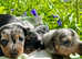 PRA Clear KC Reg Miniature Dachshund Puppies
