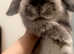 Male fox fur grey new Zealand dwarf lop male baby