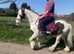 13.1 coloured Cob Gelding