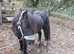 A brilliant lead rein pony 11.2