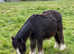 Mini cob colt