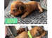 KC Miniature Dachshund (Shaded Red)