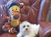 Adorable Havanese x Maltese puppies