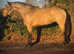 Fully registered over height connemara gelding