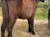 Cob colt