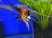 Red king angelfish