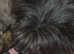 Gorgeous Cairn Terrier Puppies