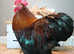 Pekin bantam stock cockerels for sale
