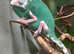 Baby Yemen Chameleons Normals & Pieds