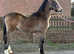 Stunning buckskin welsh d colt