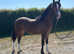 Welsh section C yearling Colt