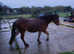 Section b X stepping cob