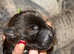 4/6 staffy cross chowchow x English bull terrier puppies for sale