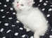 Maine Coon Angora