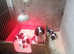 Kc English springer spaniels