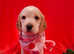 Bocker puppies