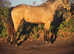 Fully registered over height connemara gelding