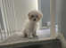 5 month old for sale