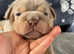 TOP-TIER BRITISH BULLDOG PUPS
