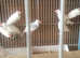 Java sparrows for sale