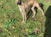 Saluki bull greyhound x collie bull greyhound