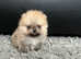 Small Teddy Bear Pom Boys