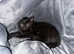 Female Russian black cat