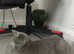 Possibly pregnant British shorthair