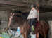 4yo mare
