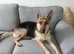 Straight back german sheapard pup for sale