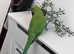 Stunning baby Indian ringnick parrot