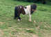 Miniature Shetland stallion