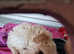 Bichon frise x 9" toy poodle
