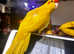 Kakariki parrot