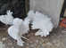 WHITE FANTAIL PIGEONS / DOVES