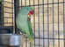 Stunning baby alexandrine parrot