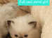 Pure Ragdoll kittens for sale