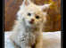 Championship lines GCCF registered Maine Coon kittens