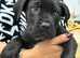 Cane Corso X presa Canario