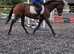 Beautiful 15.1hh allrounder