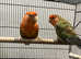 Stunning Beautiful Pair Lovebird,16