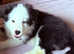 Border Collies 2 female