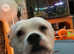 pure white  American bull dog